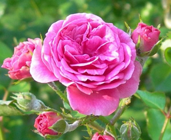 تصویر 2 از گل محمدی تازه چین  مناسب مصرف خانگی و گیاهی